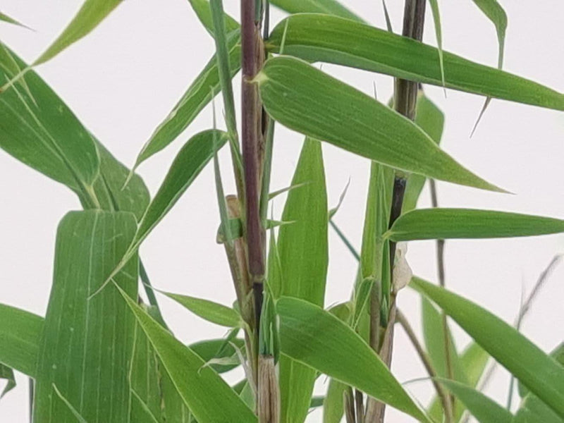 Bild von Bambus 'Jumbo' im Onlineshop von Bohlken Pflanzenversand GbR