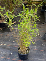 Bild von Bambus 'Jumbo' im Onlineshop von Bohlken Pflanzenversand GbR