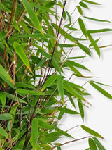 Bild von Bambus 'Malachite Monkey`s'® im Onlineshop von Bohlken Pflanzenversand GbR