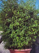 Bild von Bambus 'Malachite Monkey`s'® im Onlineshop von Bohlken Pflanzenversand GbR