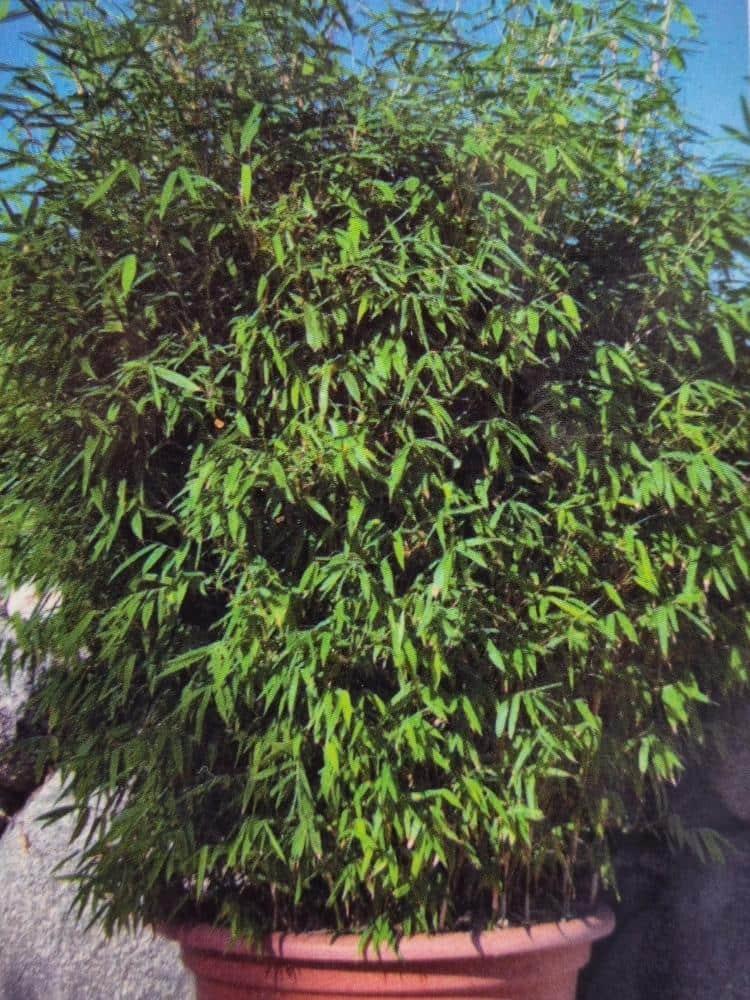 Bild von Bambus 'Malachite Monkey`s'® im Onlineshop von Bohlken Pflanzenversand GbR