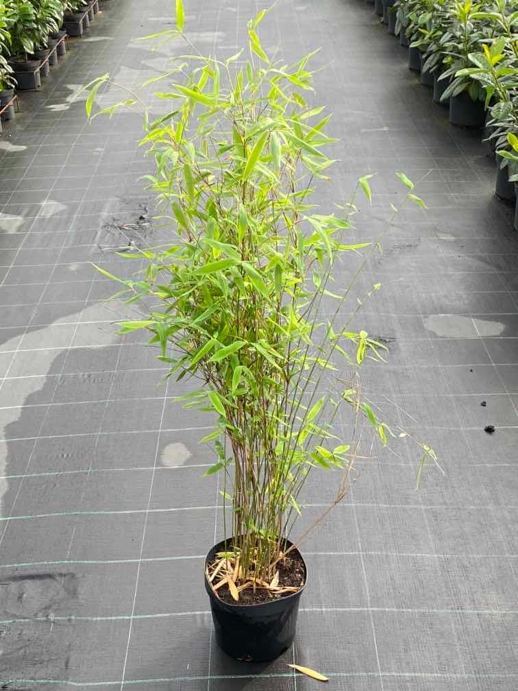 Bild von Bambus 'Pillar' im Onlineshop von Bohlken Pflanzenversand GbR