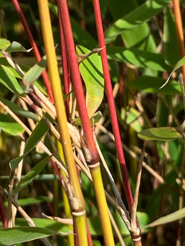 Bild von Bambus 'Xian 2' im Onlineshop von Bohlken Pflanzenversand GbR