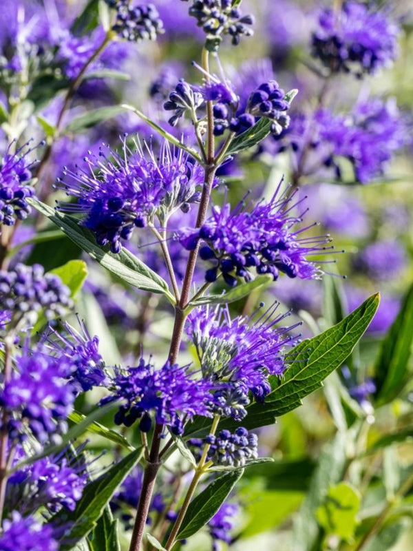 Bild von Bartblume 'Heavenly Blue' im Onlineshop von Bohlken Pflanzenversand GbR