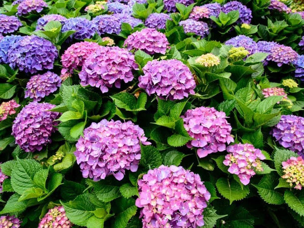 Bild von Bauernhortensie 'Endless Summer Bloomstar'® blau-violett im Onlineshop von Bohlken Pflanzenversand GbR