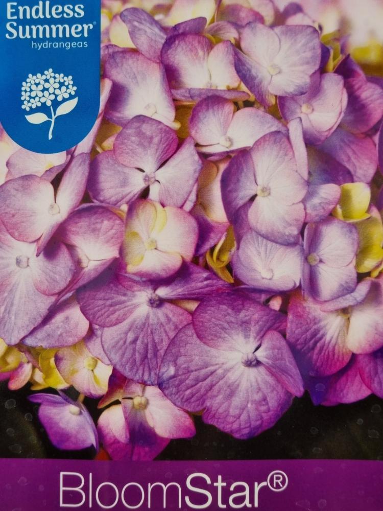 Bild von Bauernhortensie 'Endless Summer Bloomstar'® blau-violett im Onlineshop von Bohlken Pflanzenversand GbR