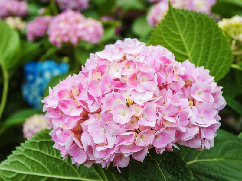 Bild von Bauernhortensie 'Endless Summer Bloomstar'® rosa im Onlineshop von Bohlken Pflanzenversand GbR