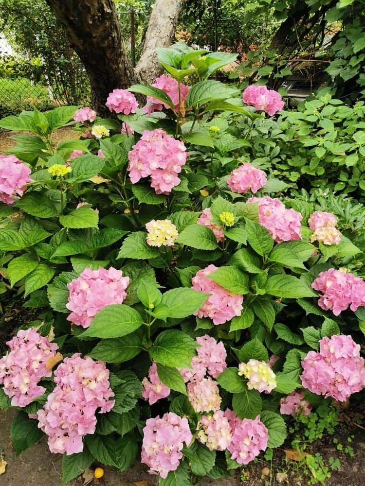 Bild von Bauernhortensie 'Endless Summer Bloomstar'® rosa im Onlineshop von Bohlken Pflanzenversand GbR