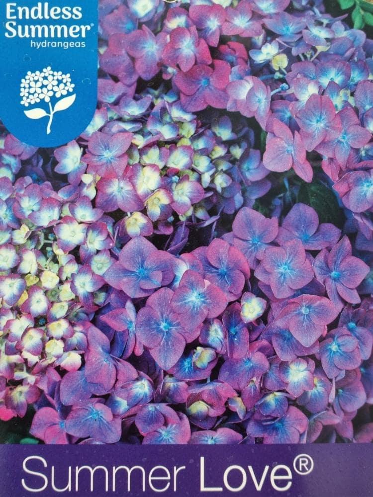 Bild von Bauernhortensie 'Endless Summer Love'® blau-violett im Onlineshop von Bohlken Pflanzenversand GbR