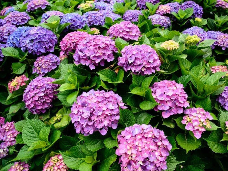 Bild von Bauernhortensie 'Endless Summer Love'® blau-violett im Onlineshop von Bohlken Pflanzenversand GbR