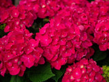 Bild von Bauernhortensie 'Endless Summer Love'® himbeerrot im Onlineshop von Bohlken Pflanzenversand GbR