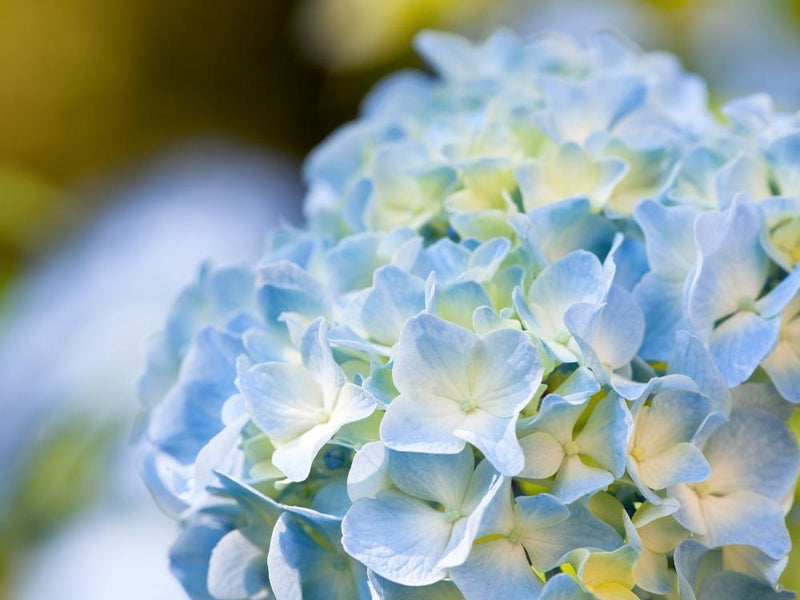 Bild von Bauernhortensie 'Endless Summer'® The Original blau im Onlineshop von Bohlken Pflanzenversand GbR