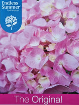 Bild von Bauernhortensie 'Endless Summer'® The Original rosa im Onlineshop von Bohlken Pflanzenversand GbR