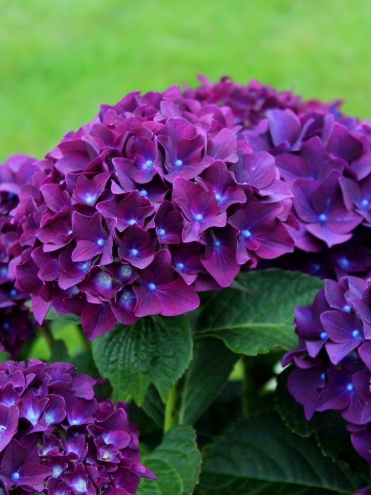 Bild von Bauernhortensie 'Forever & Ever'® Purple im Onlineshop von Bohlken Pflanzenversand GbR