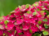 Bild von Bauernhortensie 'Magical Greenfire'® im Onlineshop von Bohlken Pflanzenversand GbR