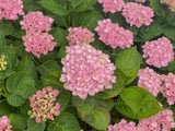 Bild von Bauernhortensie 'Magical Revolution'® im Onlineshop von Bohlken Pflanzenversand GbR