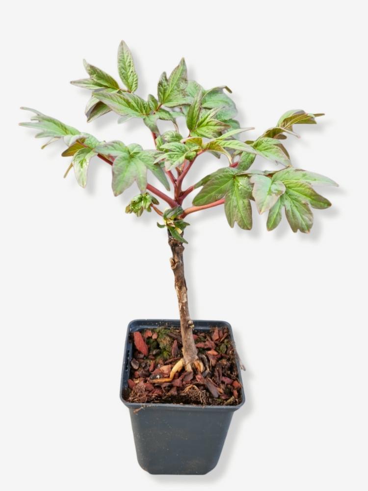 Bild von Baumpfingstrose im Onlineshop von Bohlken Pflanzenversand GbR