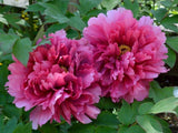 Bild von Baumpfingstrose im Onlineshop von Bohlken Pflanzenversand GbR
