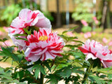 Bild von Baumpfingstrose im Onlineshop von Bohlken Pflanzenversand GbR