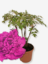 Bild von Baumpfingstrose Purple im Onlineshop von Bohlken Pflanzenversand GbR