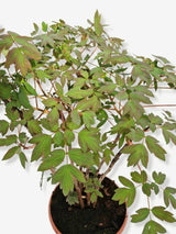 Bild von Baumpfingstrose Purple im Onlineshop von Bohlken Pflanzenversand GbR