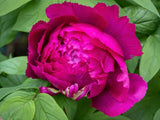 Bild von Baumpfingstrose Purple im Onlineshop von Bohlken Pflanzenversand GbR