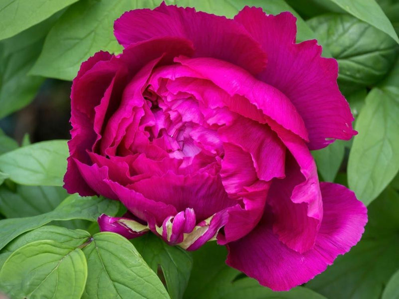 Bild von Baumpfingstrose Purple im Onlineshop von Bohlken Pflanzenversand GbR