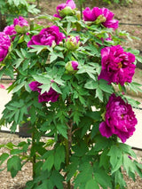 Bild von Baumpfingstrose Purple im Onlineshop von Bohlken Pflanzenversand GbR