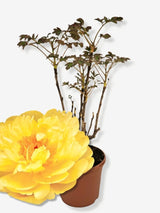 Bild von Baumpfingstrose 'Yellow' im Onlineshop von Bohlken Pflanzenversand GbR