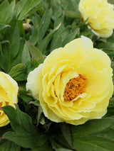 Bild von Baumpfingstrose 'Yellow' im Onlineshop von Bohlken Pflanzenversand GbR