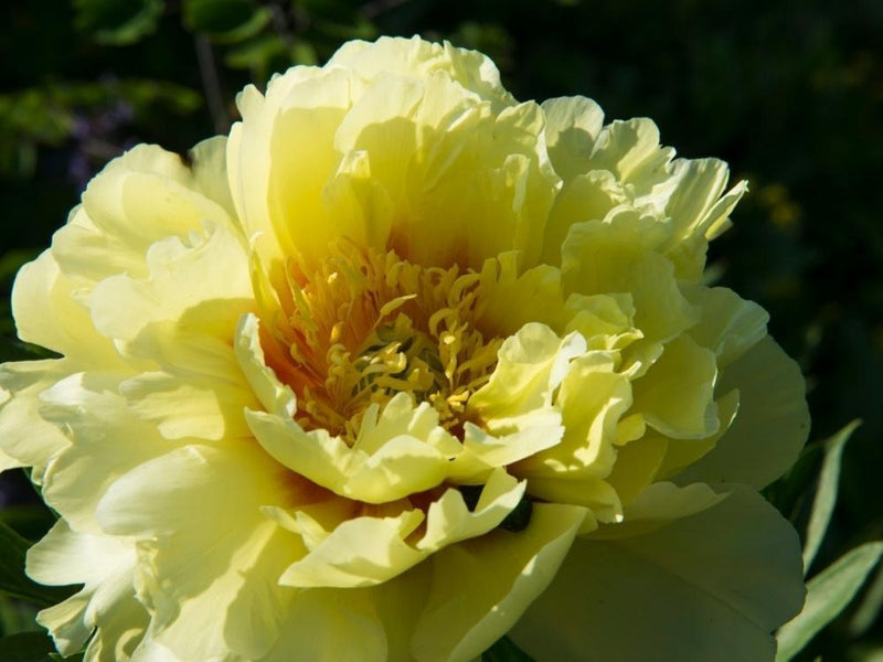 Bild von Baumpfingstrose 'Yellow' im Onlineshop von Bohlken Pflanzenversand GbR