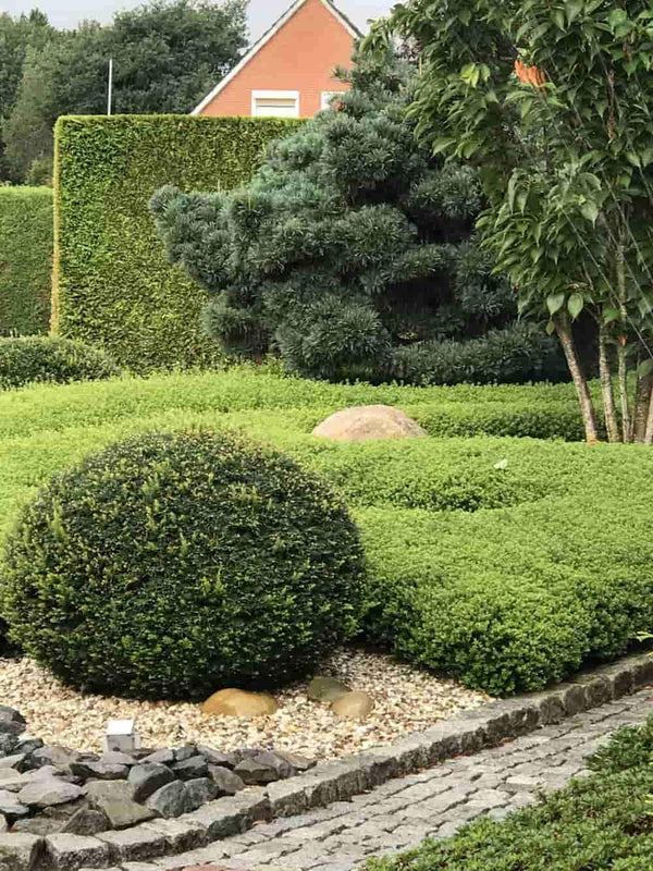 Bild von Berg-Ilex 'Glorie Dwarf'® Kugel im Onlineshop von Bohlken Pflanzenversand GbR