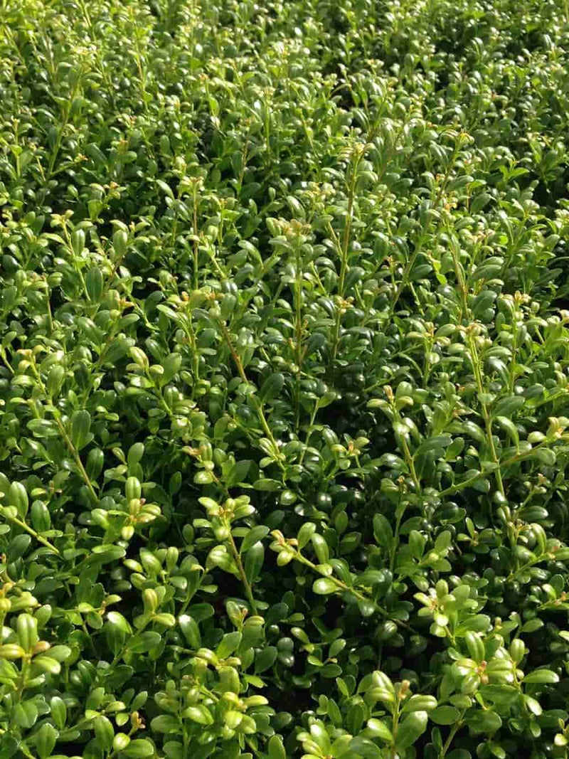 Bild von Berg-Ilex 'Glorie Dwarf'® im Onlineshop von Bohlken Pflanzenversand GbR