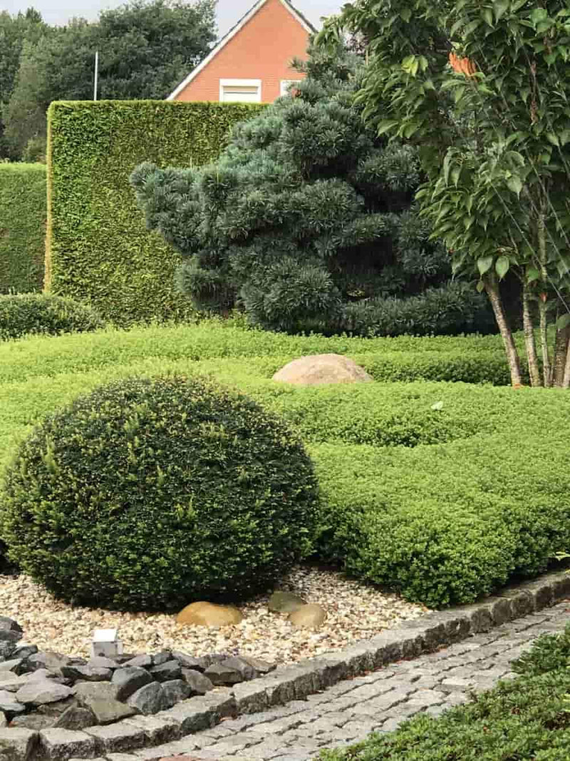 Bild von Berg-Ilex 'Glorie Gem' im Onlineshop von Bohlken Pflanzenversand GbR