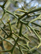 Bild von Bitterorange, Dreiblattzitrone im Onlineshop von Bohlken Pflanzenversand GbR