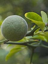 Bild von Bitterorange, Dreiblattzitrone im Onlineshop von Bohlken Pflanzenversand GbR