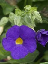 Bild von Blaue Himmelsblume im Onlineshop von Bohlken Pflanzenversand GbR