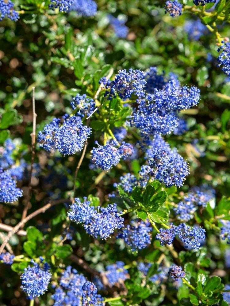 Bild von Blaue Säckelblume 'Blue Sapphire' ® im Onlineshop von Bohlken Pflanzenversand GbR