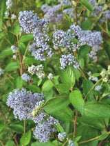 Bild von Blaue Säckelblume 'Gloire de Versailles' im Onlineshop von Bohlken Pflanzenversand GbR
