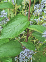 Bild von Blaue Säckelblume 'Gloire de Versailles' im Onlineshop von Bohlken Pflanzenversand GbR