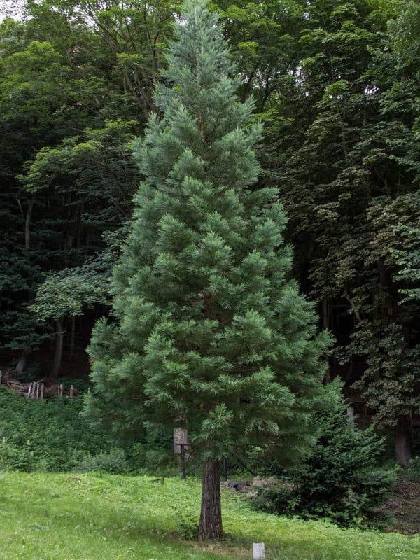 Bild von Blauer Mammutbaum 'Glaucum' im Onlineshop von Bohlken Pflanzenversand GbR