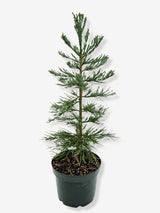 Bild von Blauer Mammutbaum 'Glaucum' im Onlineshop von Bohlken Pflanzenversand GbR