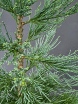 Bild von Blauer Mammutbaum 'Glaucum' im Onlineshop von Bohlken Pflanzenversand GbR