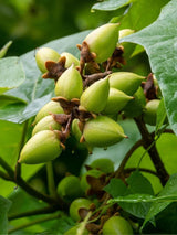 Bild von Blauglockenbaum 'Fast Blue' ® im Onlineshop von Bohlken Pflanzenversand GbR