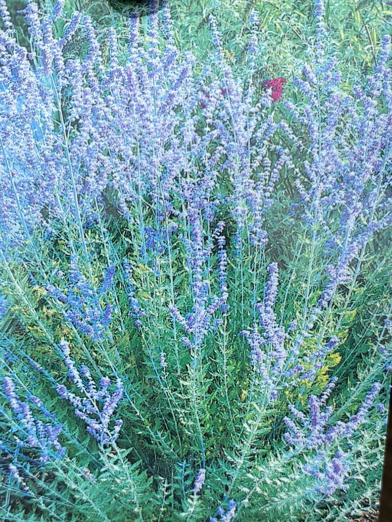 Bild von Blauraute 'Blue Spire' im Onlineshop von Bohlken Pflanzenversand GbR