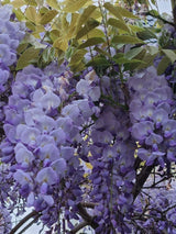 Bild von Blauregen 'Prolific' im Onlineshop von Bohlken Pflanzenversand GbR