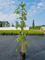 Bild von Blauregen 'Prolific' im Onlineshop von Bohlken Pflanzenversand GbR