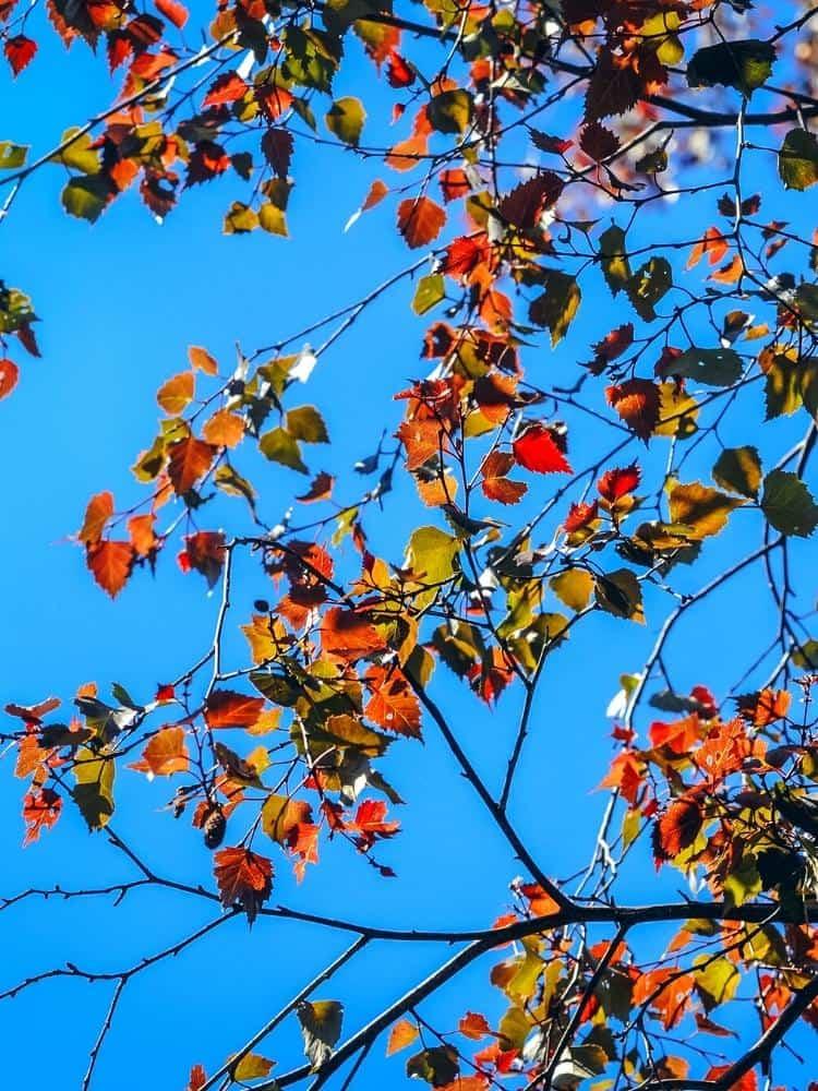 Bild von Blutbirke, Purpurbirke 'Purpurea' im Onlineshop von Bohlken Pflanzenversand GbR