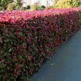 Bild von Blutbuche im Onlineshop von Bohlken Pflanzenversand GbR