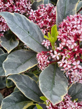 Bild von Blütenskimmie 'Perosa' ® im Onlineshop von Bohlken Pflanzenversand GbR